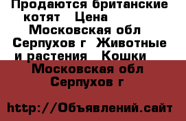 Продаются британские котят › Цена ­ 2 000 - Московская обл., Серпухов г. Животные и растения » Кошки   . Московская обл.,Серпухов г.